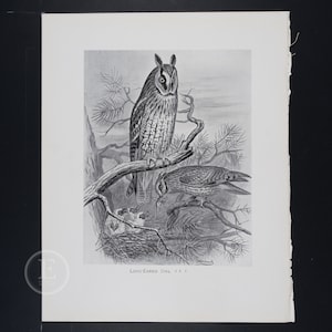 Long-eared Owl  - Original vintage print &quot;British Birds with their Nests and Eggs&quot; 1896