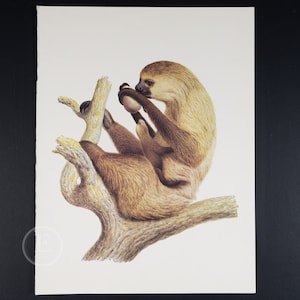 1970 TWO-TOED SLOTH - Vintage lithograph   Print of Larousse Animals - Buy 2 get 1 free from this collection!