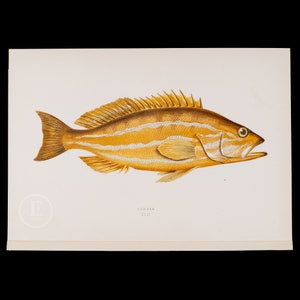 Peut inclure: Une illustration détaillée d'un poisson comber, un type de poisson marin, avec un corps rayé jaune et blanc. Le poisson est représenté de profil, la bouche ouverte et les nageoires déployées. L'illustration est sur fond blanc et comprend le texte "Comber" et "N.112".
