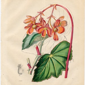 The Begonia or the Slate Leaf Rare plate from Book of the World 1850 Hand colored original image 2