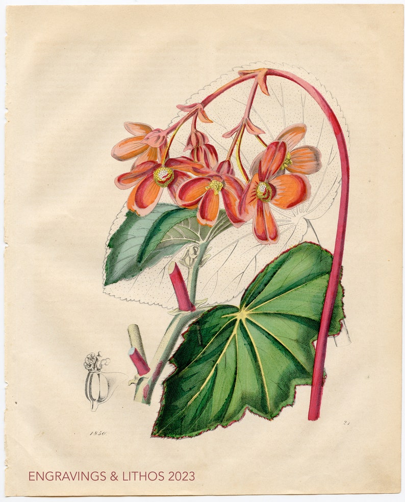 The Begonia or the Slate Leaf Rare plate from Book of the World 1850 Hand colored original image 2