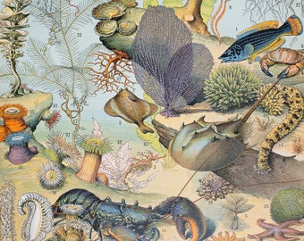 海のシーン: サメ、エビ、サンゴ、ロブスター、クラゲ「Le Noveau Larousse Illustre Edition」より - オリジナルページ