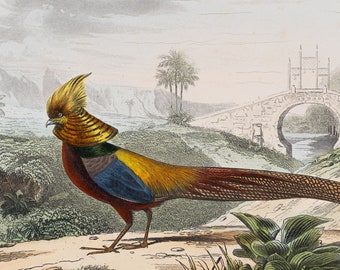 Golden pheasant from China / Hand-colored plate from "Ouvres Complete de Buffon" 1866