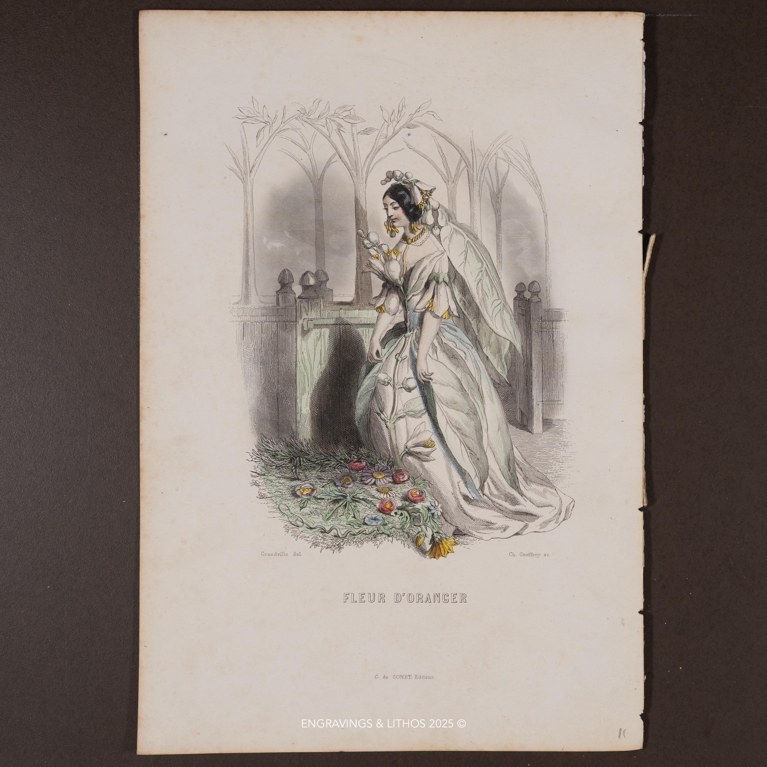 1867 Orange Blossom – Hand-colored Plate From 