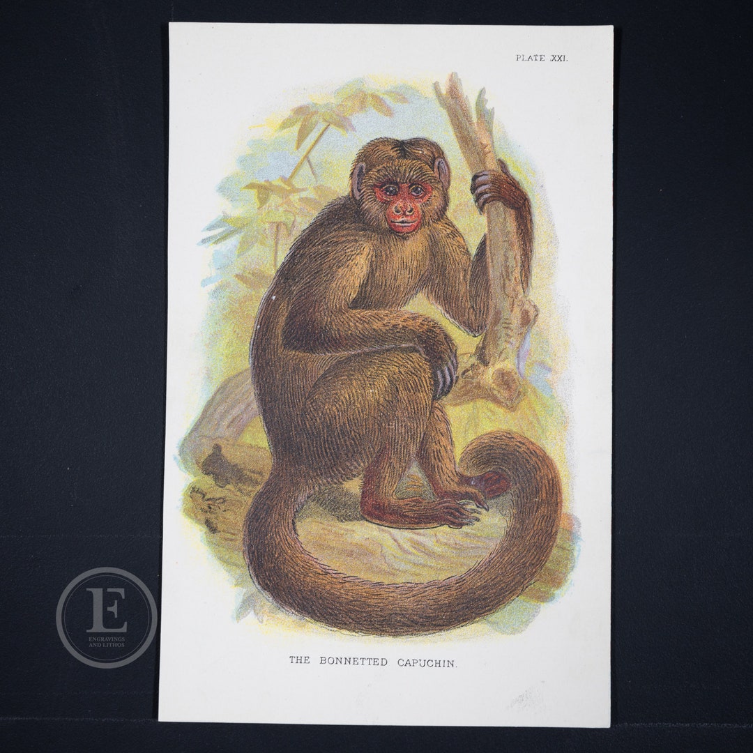The Bonnetted Capuchin - Original Chromolithograph Published 1894-97 ...