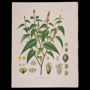 1887 Cascarillabark (Croton Eluteria) – Antikt botaniskt tryck från Kohlers Medicinal Plants