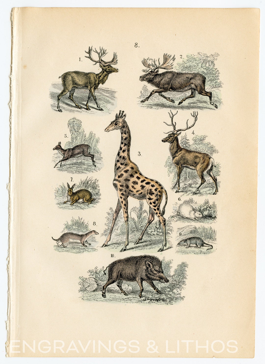 Variety of Mammals - Rare/original From Martin's Naturgeschichte
