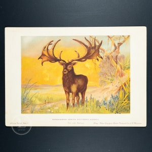 Irish Elk Megaloceros Giganteus - Vintage print from Tiere der Urwelt (Creatures of the Primitive World)  1902