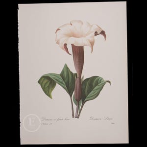 JIMSONWEED - Flowers and Fruits by Pierre Redoute - Vintage Edition 1980