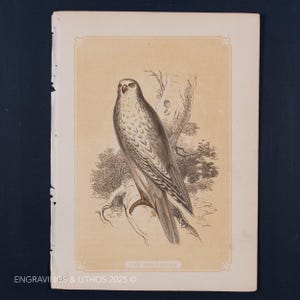 May include: A vintage black and white illustration of a hawk perched on a branch. The image is titled "The Hen-Falcon".