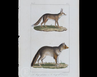 GLUTTON and DAZARA WOLVES  / Authentic steel engraving from Oeuvres Completes de Buffon 1829 - Hand colored!