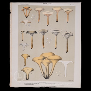 Może przedstawiać: Winietkowa ilustracja jadalnych grzybów, w tym kurki i grzybów lejkowatych. Ilustracja jest opisana naukowymi nazwami każdego grzyba, w tym Cantharellus lutescens, Cantharellus infundibuliformis i Craterellus cantharellus. Ilustracja pochodzi z New York State Museum Memoir 4, Plate 56.