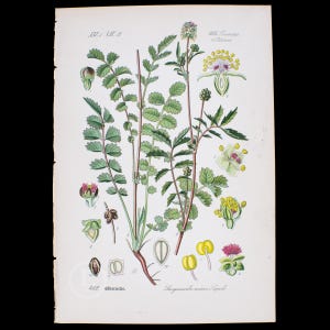 1886 SALAD BURNET- Rare - Flora of Germany, Austria and Switzerland Original Botanical Chromolithograph