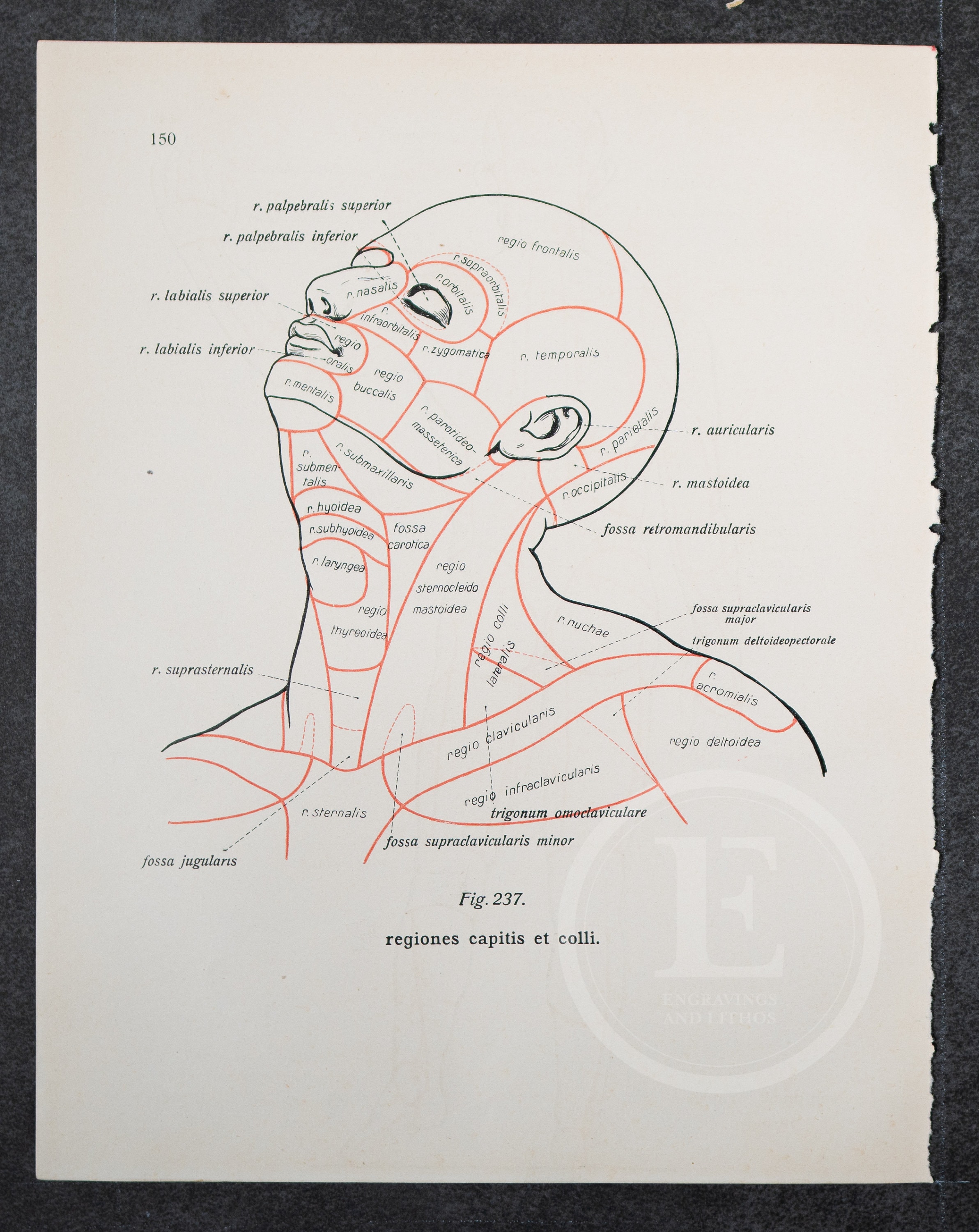 Human Body Part, Rear View / Head and Neck / Human Anatomy ...