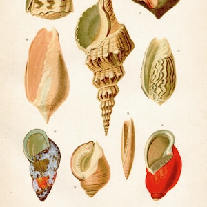 Sea shells, conchs, Mollusks, Sea Snails, Marine Gastropods - Original plate from &quot;Historia Natural Zoologia&quot; - Dr Klaus - 1891