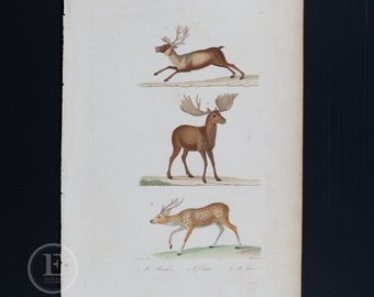 Reindeer, Moose and Fallow Deer / Authentic steel engraving from Oeuvres de Buffon 1837 - Hand colored and very rare!