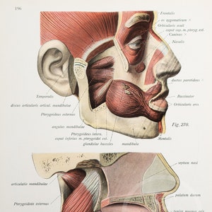 Cheek and mandible muscles /Human Anatomy - Descriptive Anatomy Book 1926 - Printed on both sides!