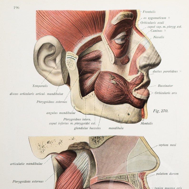 Cheek and Mandible Muscles /human Anatomy - Descriptive Anatomy Book ...