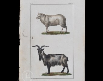 GOAT and FEMALE RAM / Authentic Steel engraving from Oeuvres completes de Buffon 1829 - Hand colored!
