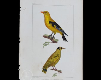 Golden Oriole and Indian Roller / Authentic Steel engraving from Oeuvres de Buffon 1829 - Hand colored!