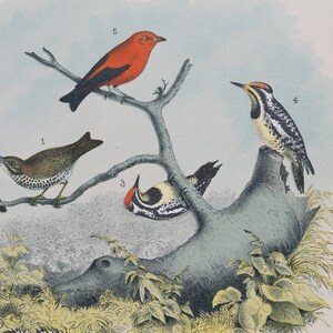 1878 Woodpecker, Wood Cock,  Wood Thrush, Tanager - Original Chromolithograph - Big real lithograph 145 years old!