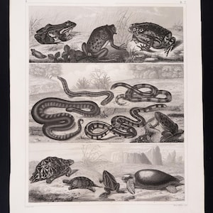 1849 OXGRODA, ORMAR och SKÖLDPADDA – Antik gravyr – Originaltryck från tyskt encyklopedi, Marint liv, viktoriansk dekor – Sällsynt!