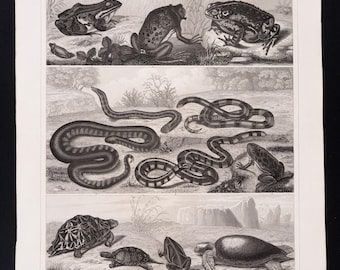1849 OXGRODA, ORMAR och SKÖLDPADDA – Antik gravyr – Originaltryck från tyskt encyklopedi, Marint liv, viktoriansk dekor – Sällsynt!