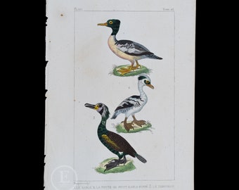 1829 -  Meganser, Little Hooded Merganser and Cormorant  – Hand-Colored Steel Engraving, Buffon