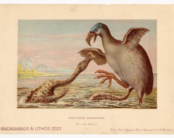 1902 Brontorni Giant flightless predatory bird -Vintage print from Tiere der Urwelt (Creatures of the Primitive World)