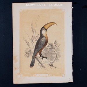1851 THE TOUCAN – Antique Lithograph – Original The Natural History of the Sacred Scriptures, and Guide to General Zoology