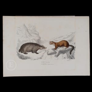 1876 DAS en MARTEN - Handgekleurde staalgravure uit &quot;Opere complete di Buffon&quot; - Schaarse Italiaanse editie!