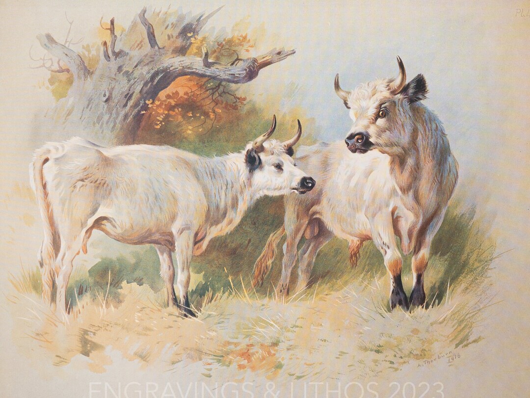 Wild Cattle Cadzow - Vintage Print From the Book "british Mammals" A ...