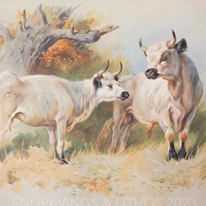 Wild Cattle Cadzow - Vintage Druck aus dem Buch „Britische Mammals“ A. Thornburn, Vol. 2 - 1921