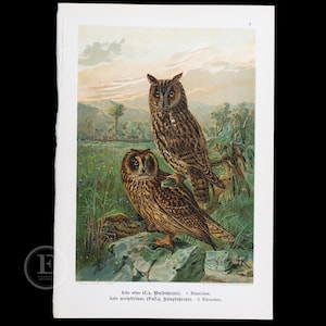 1901  OWLS:  Long-eared and Short-eared  - Original Chromolithograph Antique Ornithology Print European Birds of Prey by Dr. Carl Hennicke