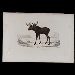 1877  EURASIAN MOOSE DEER  - Hand-Colored Steel Engraving from “Opere complete di Buffon” - Scarce Italian Edition!