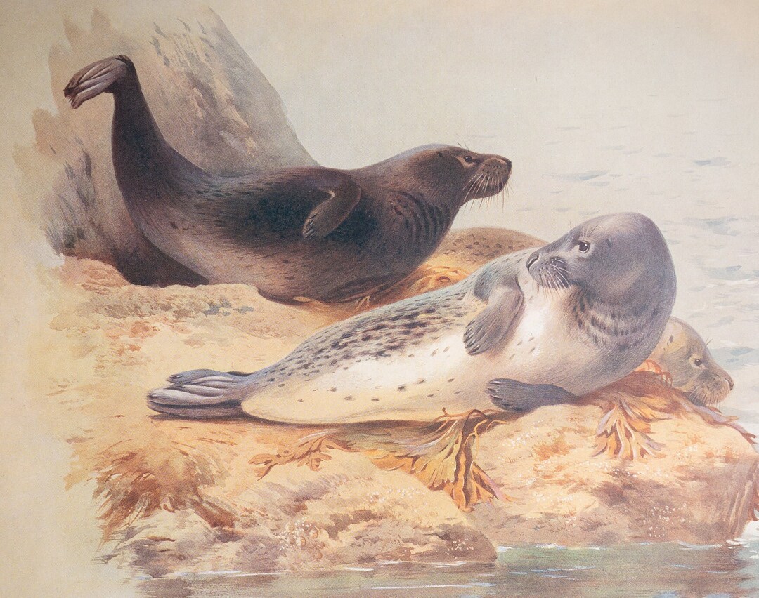 Grey Seal - Vintage Print From the Book "british Mammals" A. Thornburn ...