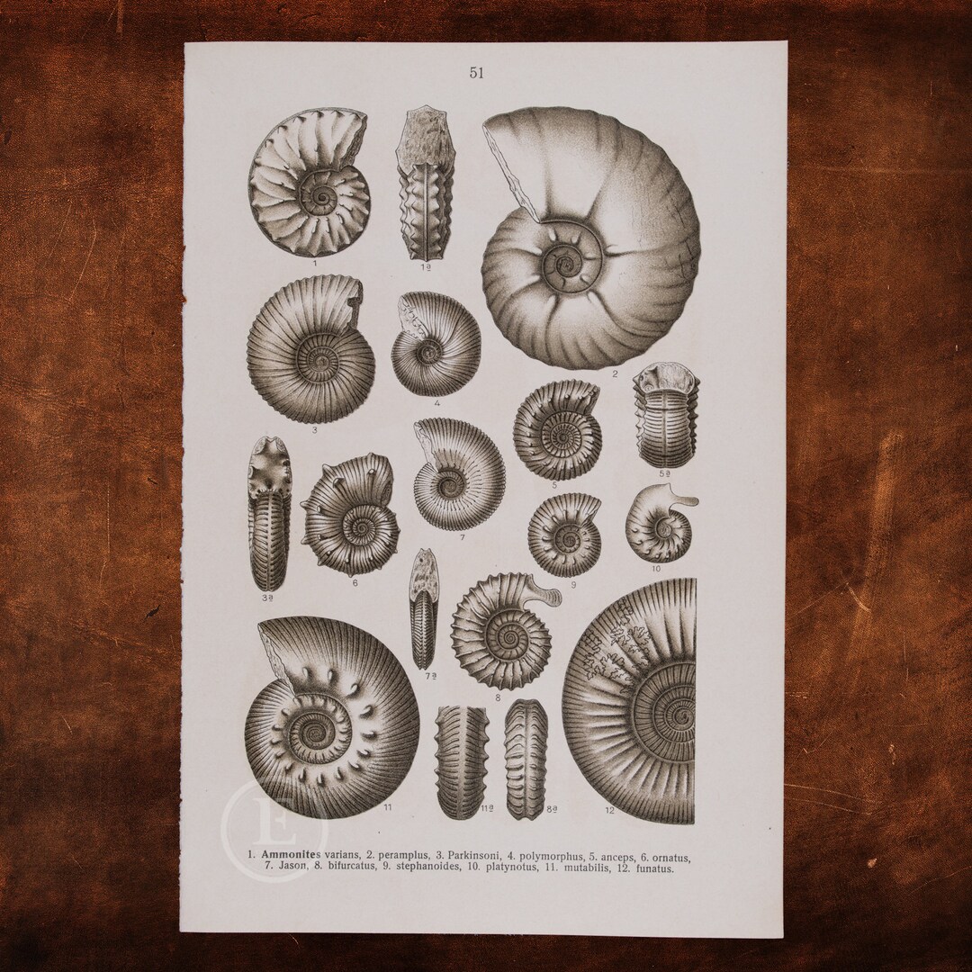 FOSSILIZED SHELLS: AMMONITES - Original Lithography of Fossils Ca 1910 ...