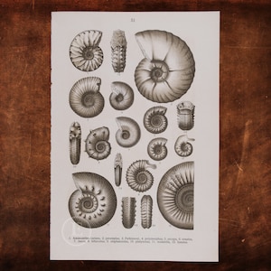 May include: A vintage illustration of various ammonite fossils, a type of extinct marine mollusk. The image shows a variety of shapes and sizes of ammonites, with intricate details of their spiral shells.