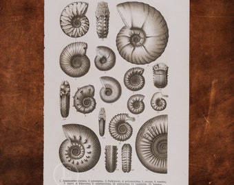 FOSSILIZED SHELLS:  AMMONITES - Original Lithography of Fossils ca 1910