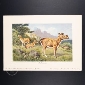 1911 PROTOCERAS, Extinct Mammal from the Miocene  Epoch   - Original from Tiere der Urwelt - (Creatures of the Primitive World - Serie 3)
