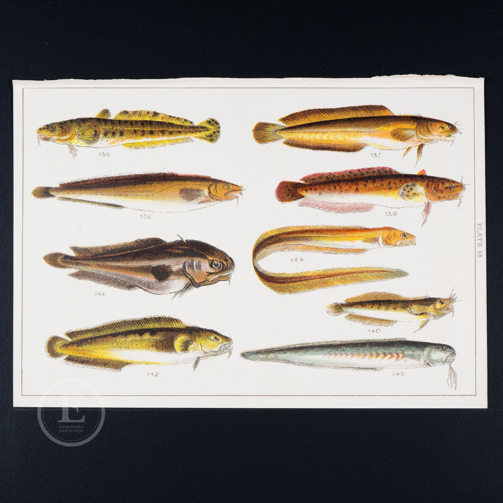 Gadidae: Five, Four and Three-bearded Rocklings, Burbot, Lesser Forkbeard   - ORIGINAL color lithograph - Fishes of Great Britain ca 1900