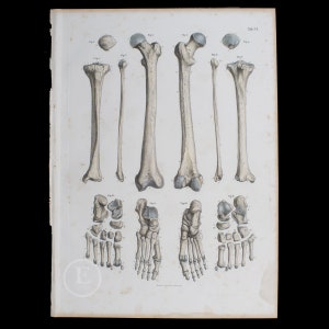 May include: A vintage anatomical illustration of the human leg and foot bones. The image shows the bones of the lower leg, ankle, and foot, labeled with numbers and text. The bones are depicted in a detailed and realistic manner, with a light brown color and subtle shading.