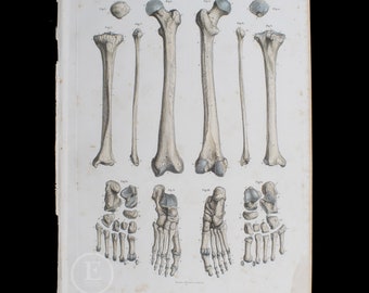 Bones of the lower limb - Original Steel engravings from a 1860 german Atlas of Human Anatomy - Big stunning hand-colored original plate!