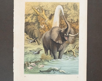 1867 The Elephant’s Bad - Seltener Teller aus ""Book of the World"" - Handkoloriertes Original, alter Original Druck."