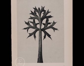 ORIGINAL PHOTOGRAVURE BOTANICAL -  Mediterranean Sea Holly - Polypody Fern    by Karl Blossfeldt from 1935 -  printed on both sides
