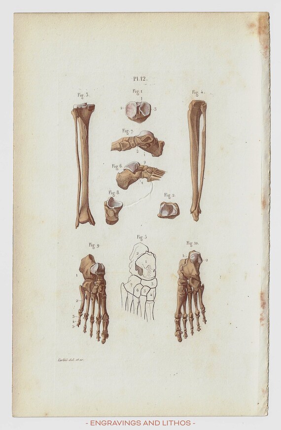 The Tibia RARE ORIGINAL PRINT From the Book naked Eye - Etsy