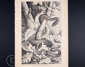 Aesculapian Snake - Original Black and white lithography - The animal world  illustrated 1894