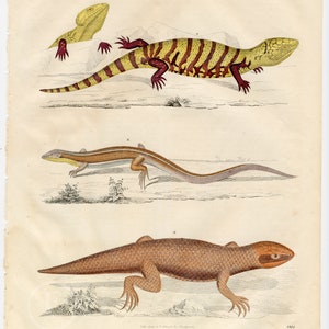 The yellow-throated circle-tooth, furrow lizard, Peron's crust skink Scarce, hand-colored from Book of the World 1844 by Carl Hoffman image 1