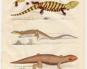 The yellow-throated circle-tooth, furrow lizard, Peron's crust skink - Scarce, hand-colored from "Book of the World - 1844" by Carl Hoffman