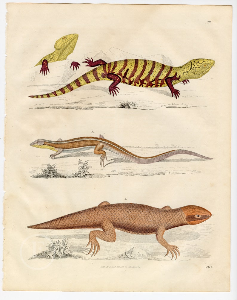 The yellow-throated circle-tooth, furrow lizard, Peron's crust skink Scarce, hand-colored from Book of the World 1844 by Carl Hoffman image 1